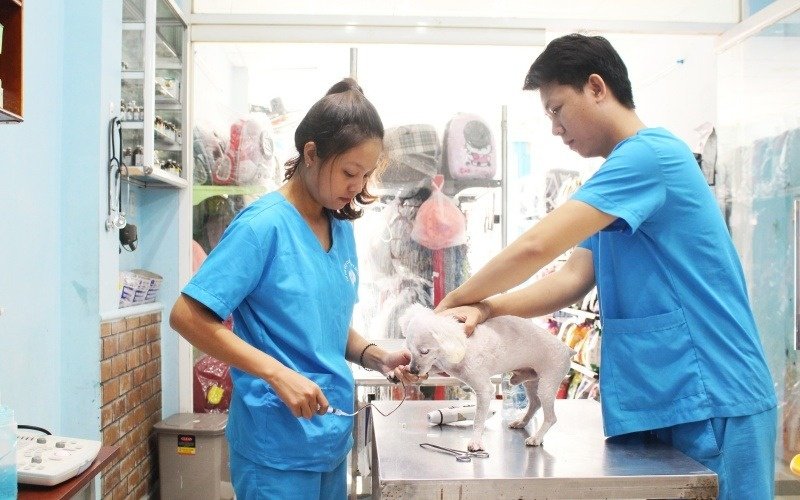 lam the nao de danh gia mot bac si thu y tot1